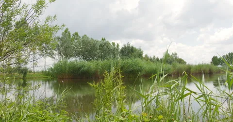 Close up view of green grass and reeds on the lake shore fluttering in wind Stock Footage 262881948