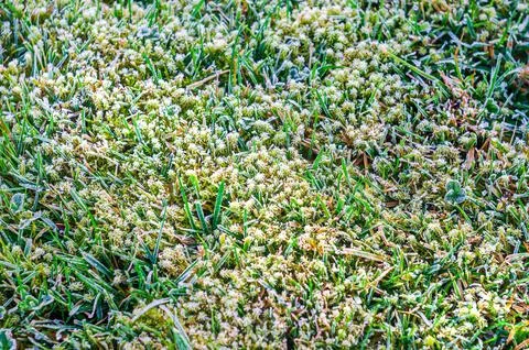 Close-up view of green grass covered in delicate frost crystals on a cold m.. Stock Photos