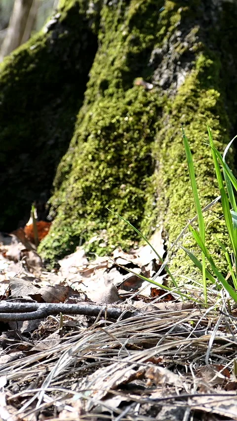 Close View Of Green Grass Growing By Tree Trunk. Slider Shot. Vertical. Stock Footage 296897419