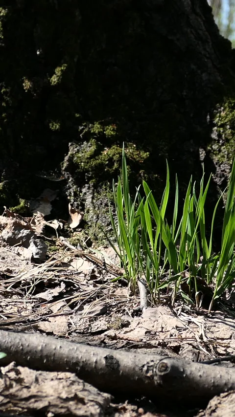 Close View Of Green Grass Growing By Tree Trunk. Slider Shot. Vertical. Stock Footage 302552652
