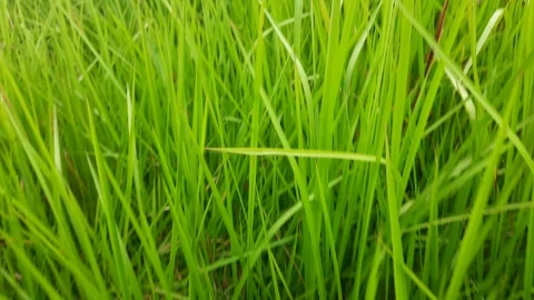 A close up view of a green grass that looks perfect when taken Video stock 294394601