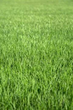 Close up view at green grass Stock Photos