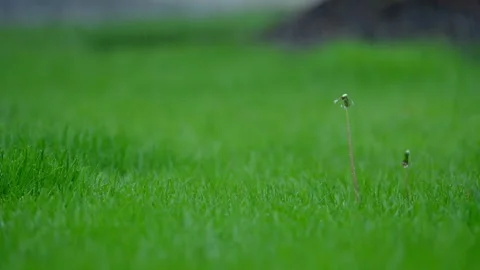 Close up view of green grass in rain with water droplets and soft natural Stock Footage 335950346