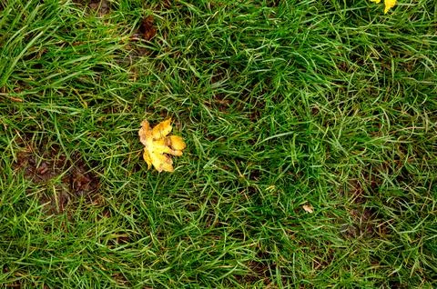 A close-up view of green grass with a single yellow leaf resting on the ground. Stock Photos