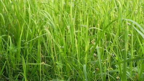 Close-up view of the green grass swaying in the wind. Видео 154246644