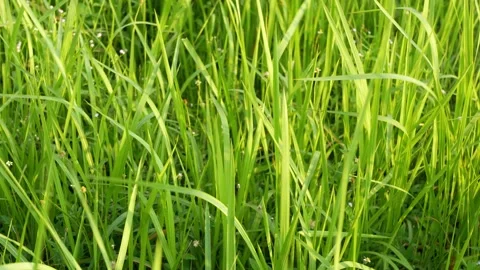 Close-up view of the green grass swaying in the wind. 動画素材 191396782