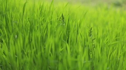 Close up view of green grass under the strong wind Stock Footage 67360745