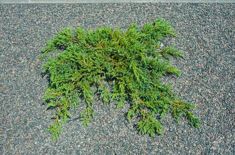 Close up view of green juniper branches with sunlight Stock Photos