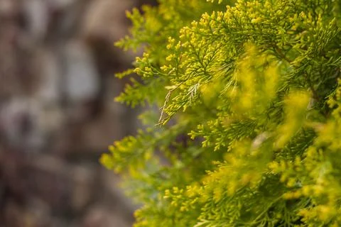 Close-up view of a green leaf on a blurred green background in a garden with  Stock Photos