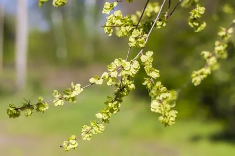 Close-up view of a green leaf on a blurred green background in a garden with  Stock Photos