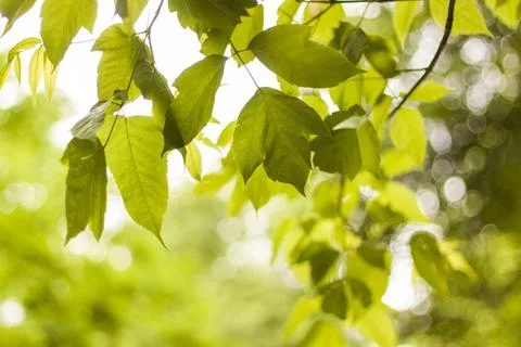 Close-up view of a green leaf on a blurred green background in a garden with  Stock Photos