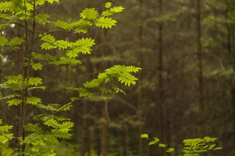 Close-up view of a green leaf on a blurred green background in a garden with  Stock Photos