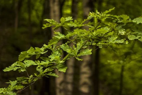 Close-up view of a green leaf on a blurred green background in a garden with  Stock Photos