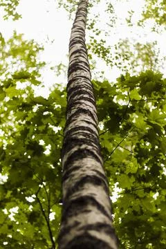 Close-up view of a green leaf on a blurred green background in a garden with  Stock Photos