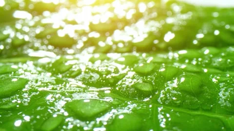 A close-up view of a green leaf covered in numerous water droplets. Stock Footage 277247333