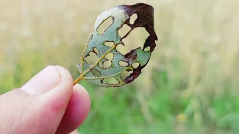 Close Up View Of Green Leaf Damaged By Garden Pests 库存影片 333494050