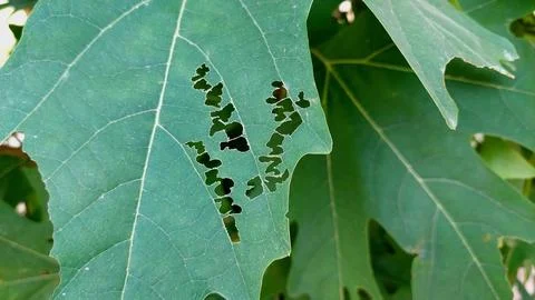 Close Up View Of Green Leaf Damaged By Garden Insects 库存照片