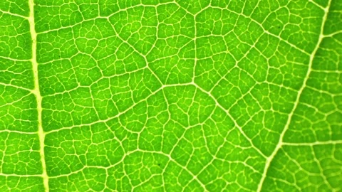 A close-up view of a green leaf. Stock Footage 277246097