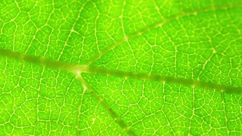 A close-up view of a green leaf. Stock Footage 277246347