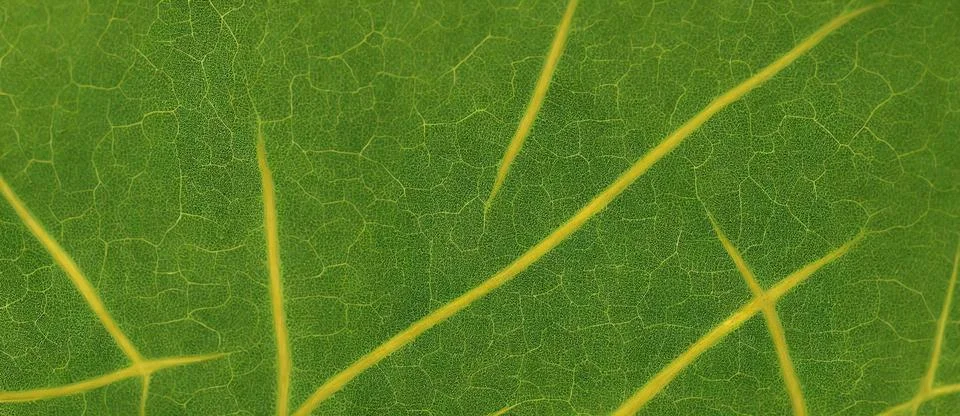 A Close Up View Of A Green Leaf, Remarkable Abstract Texture Background. Grap Ilustração Stock