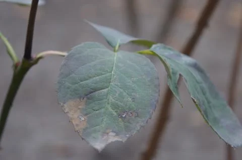 Close-up view of a green leaf showcasing textures and natural imperfections in a Stock Photos