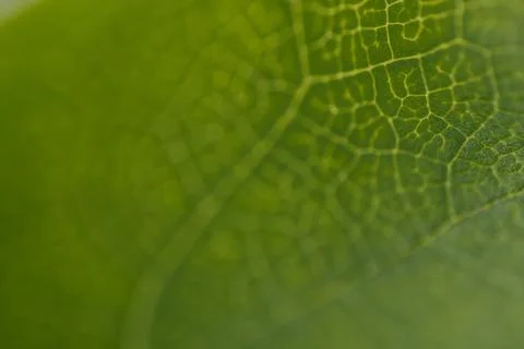 Close-up view of a green leaf showcasing intricate vein patterns and textur.. Stock Photos