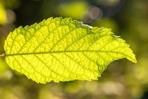 Close-up view of a green leaf with sunlight. Green leaf macro. Leaf texture Stock Photos