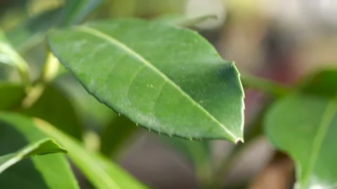 Close-up view of green leaf texture in natural light Stock-Footage 270434314