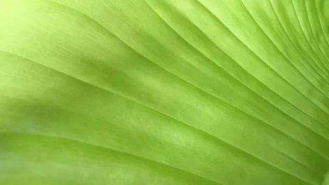 Close up view of green leaf texture background Stock Photos