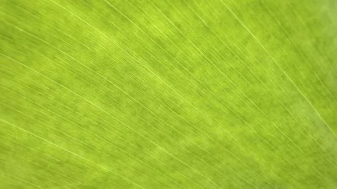 Close up view of green leaf texture background Stock Photos