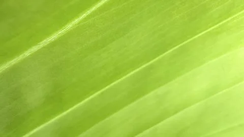 Close up view of green leaf texture background Stock Photos