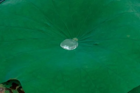 Close view of a green leaf with textured veins Stock Photos