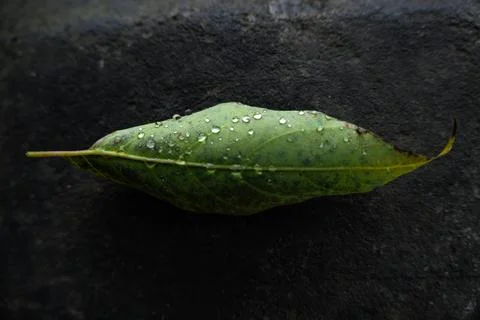 Close up view of green leaf with transparent small drops of water 스톡 사진