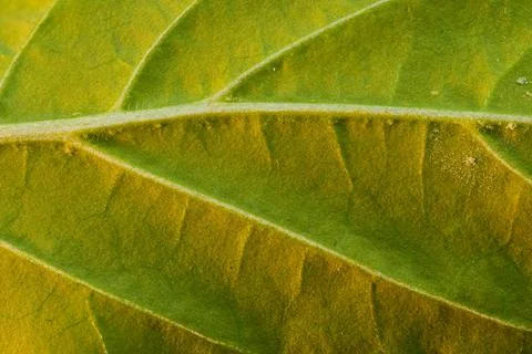 Close view of green leaf veins with golden texture and natural abstract pattern Stock Photos