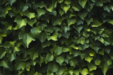 Close up view green leafs background of plant living wall Stock Photos