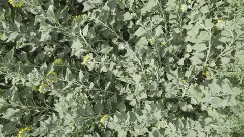 Close view of green leafy plants with yellow flowers under daylight for nature Stock Footage 342730347