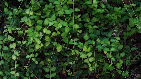 A close-up view of green leafy vines with dense foliage Stock Footage 317672095