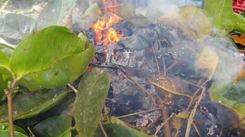 Close-up view of green leaves burning with vibrant flames and white smoke Stock Footage 304069692