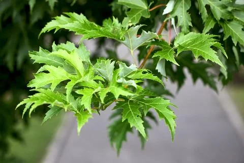 Close up view on green leaves of silver maple tree branches growing outdoor i Stock Photos