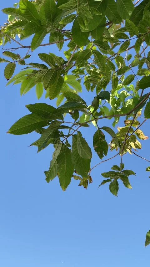 Close view of green leaves with sunlight and blue summer sky in the background c Video stock 330584958
