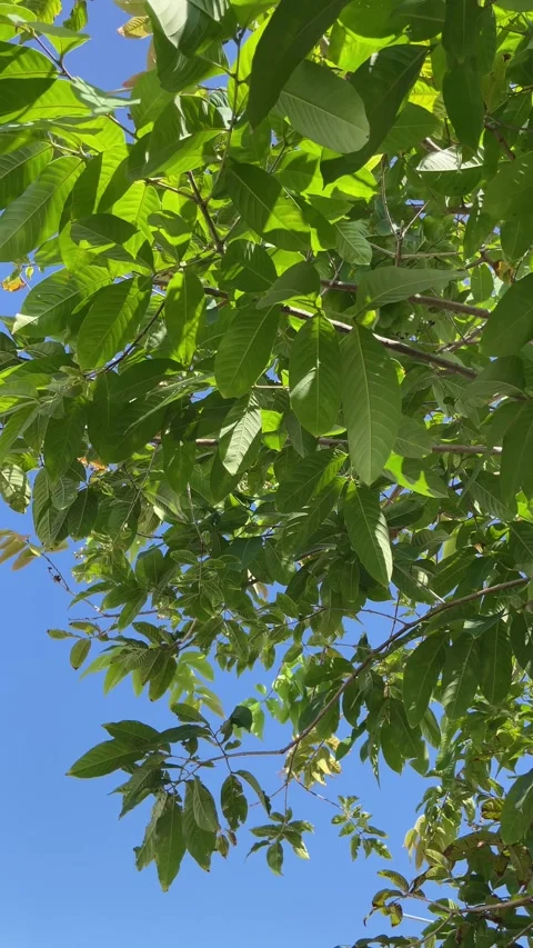 Close view of green leaves with sunlight and blue summer sky in the background c Stock Footage 330585201