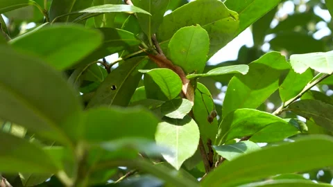 Close-up view of green leaves on tree in daylight Vidéo 270434297