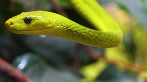 Close view of a green mamba Stock Footage 254129332