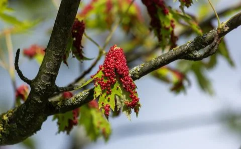 Close-up view of a green maple leaf with upright red galls of the maple gal.. Foto stock