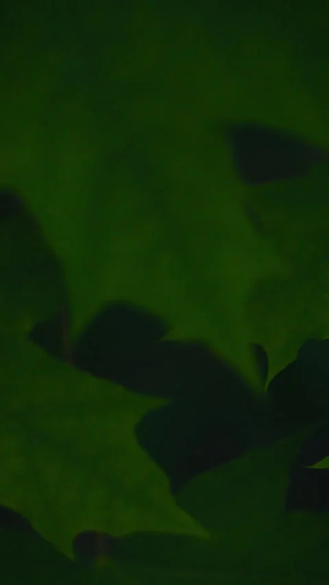 Close-up view of green maple leaves creating a lush forest pattern in nature Stock Footage 331534009
