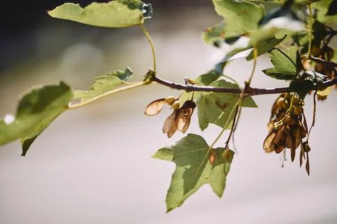 Close-up view of green maple leaves and dry winged seeds hanging on a branch Stock Photos