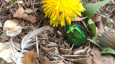 Close-up view of green metallic beetle (Cetonia aurata) digging into ground Stock Footage 145293126