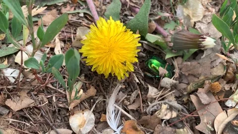 Close-up view of green metallic beetle (Cetonia aurata) digging into ground Stock Footage 145374034