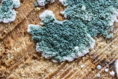 Close up view of green mold growing on old rough wooden surface Stock Photos