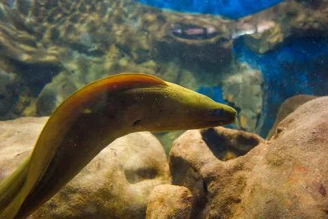 Close up view of green a moray eel. Gymnothorax funebris Stock Photos